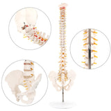 LYOU Human Flexible Spine Model 34" Life Size Spinal Cord Model Anatomical Spine Model for Dispay Teaching Studing