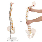 LYOU Human Flexible Spine Model 34" Life Size Spinal Cord Model Anatomical Spine Model for Dispay Teaching Studing