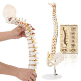 LYOU Human Flexible Spine Model 34" Life Size Spinal Cord Model Anatomical Spine Model for Dispay Teaching Studing