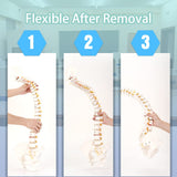 LYOU Human Flexible Spine Model 34" Life Size Spinal Cord Model Anatomical Spine Model for Dispay Teaching Studing