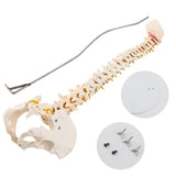 LYOU Human Flexible Spine Model 34" Life Size Spinal Cord Model Anatomical Spine Model for Dispay Teaching Studing