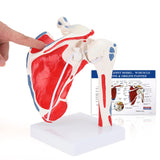 LYOU Shoulder Joint Model with Muscle Life Size Human Anatomical Shoulder Ligament Model