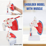 Shoulder Joint Model with muscle