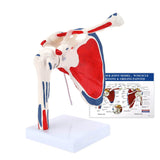 LYOU Shoulder Joint Model with Muscle