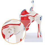 Shoulder Joint Model with Muscle LYOU 