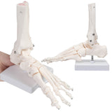 LYOU Anatomy Skeletal Foot Model with Ankle Life Size Complete Foot Skeletal Model