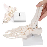 Anatomy Skeletal Foot Model with Ankle Life Size Complete Foot Skeletal Model