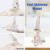 Anatomy Skeletal Foot Model with Ankle 