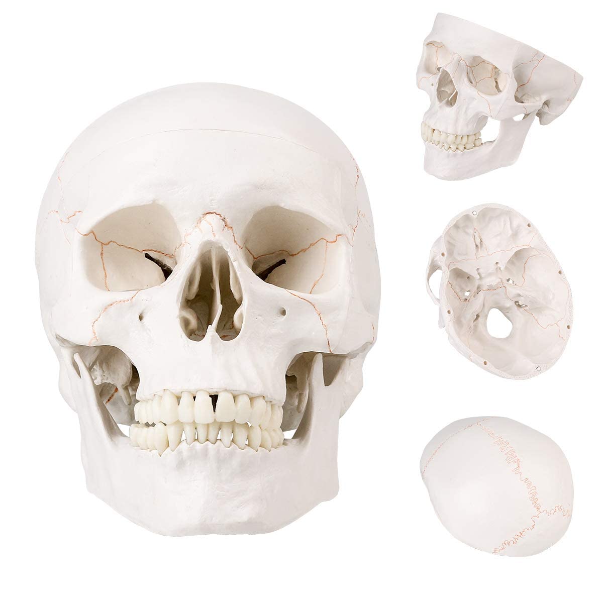 Life-size Anatomical 1:1 Teeth Skeleton Head Skull Replica Model