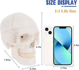 LYOU Human Skull Model Life Size 3 Part Medical Anatomical Adult Head Skull Model Color Suture Line Skull Model