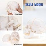 LYOU Human Skull Model Life Size 3 Part Medical Anatomical Adult Head Skull Model Color Suture Line Skull Model