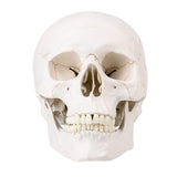 LYOU Human Skull Model Life Size 3 Part Medical Anatomical Adult Head Skull Model Color Suture Line Skull Model