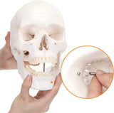 LYOU Human Skull Model Life Size 3 Part Medical Anatomical Adult Head Skull Model Color Suture Line Skull Model