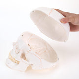 LYOU Human Skull Model Life Size 3 Part Medical Anatomical Adult Head Skull Model Color Suture Line Skull Model