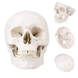 LYOU Human Skull Model Life Size 3 Part Medical Anatomical Adult Head Skull Model Color Suture Line Skull Model