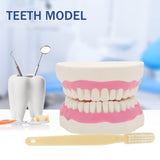 LYOU,Teeth Dental Model,Anatomy Model