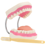 LYOU Dental Tooth Care Model 6x Mouth Model for Speech Therapy with Giant Toothbrush