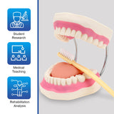 LYOU,Teeth Dental Model,Anatomy Model