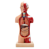 Human Torso Body Model 