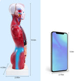 LYOU 11 inch Human Torso Body Model Anatomy Model Removable 15 Parts SIZE