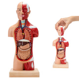 Human Torso Body Model LYOU Anatomy