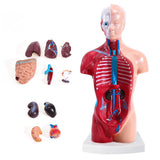 LYOU 11 inch Human Torso Body Model Anatomy Model Removable 15 Parts