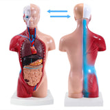 Torso Body Model Anatomy Model Removable 15 Parts