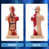 Human Torso Body Model  Front and back