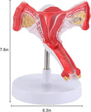 LYOU Life Size Human Uterus and Ovary Model Female Reproductive Organ Model SIZE