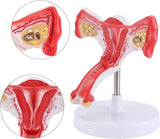  LYOU Female Uterus and Ovary Model