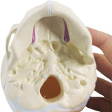 LYOU Human Infant Skull Model Life Size Baby Skull Model Medical Anatomy Skull Model