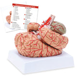 LYOU Life-Size Human Brain Anatomical Model Medical Colored Brain Model with Arteries for Science Classroom Study Display