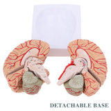 LYOU Life-Size Human Brain Anatomical Model Medical Colored Brain Model with Arteries for Science Classroom Study Display