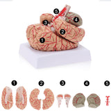 LYOU Life-Size Human Brain Anatomical Model Medical Colored Brain Model with Arteries for Science Classroom Study Display