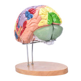 LYOU Brain Model 2 Times Life-Size Anatomical Model Detachable Medical Brain Supplement Model