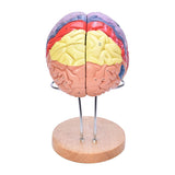 LYOU Brain Model 2 Times Life-Size Anatomical Model Detachable Medical Brain Supplement Model