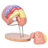 LYOU Brain Model 2 Times Life-Size Anatomical Model Detachable Medical Brain Supplement Model