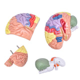 LYOU Brain Model 2 Times Life-Size Anatomical Model Detachable Medical Brain Supplement Model