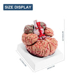 LYOU Life-Size Human Brain Anatomical Model Medical Colored Brain Model with Arteries for Science Classroom Study Display