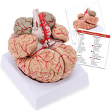 LYOU Life-Size Human Brain Anatomical Model Medical Colored Brain Model with Arteries for Science Classroom Study Display