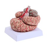 LYOU Life-Size Human Brain Anatomical Model Medical Colored Brain Model with Arteries for Science Classroom Study Display