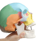 LYOU 3-Part Didactic Human Skull Model Life Size Painted Medical Anatomical Skull Model