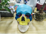 LYOU Human Colored Skull Model Life Size 3-Part Asia Anatomical Skull Model  with Removable Skull Cap and Articulated Mandible