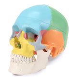 LYOU 3-Part Didactic Human Skull Model Life Size Painted Medical Anatomical Skull Model