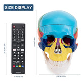 LYOU Human Colored Skull Model Life Size 3-Part Asia Anatomical Skull Model  with Removable Skull Cap and Articulated Mandible