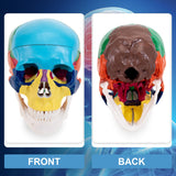 LYOU Human Colored Skull Model Life Size 3-Part Asia Anatomical Skull Model  with Removable Skull Cap and Articulated Mandible