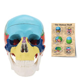 LYOU Human Colored Skull Model Life Size 3-Part Asia Anatomical Skull Model  with Removable Skull Cap and Articulated Mandible