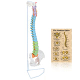 LYOU Life Size Colored Spine Model 34" Flexible Anatomical Spine Model with Vertebrae Cervical and Pelvis