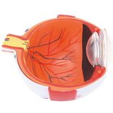 LYOU 6X Enlarged Human Eye Anatomical Model Detachable Eyeball Model 7 Parts
