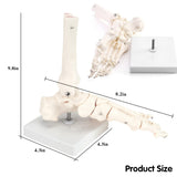 Human Right Foot and Ankle Model Life Size Medical Anatomy Foot Skeleton Model W/Tibia Fibula and Fully Articulated for Medical Study & Science Classroom